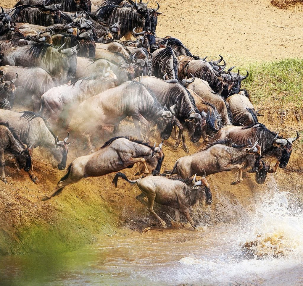5-Day Masai Mara Wildebeest Migration Safari From Nairobi