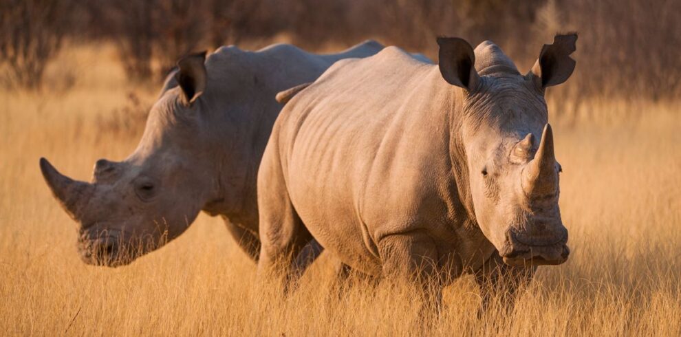 5-Day Samburu, Ol Pejeta and Lake Nakuru Safari From Nairobi