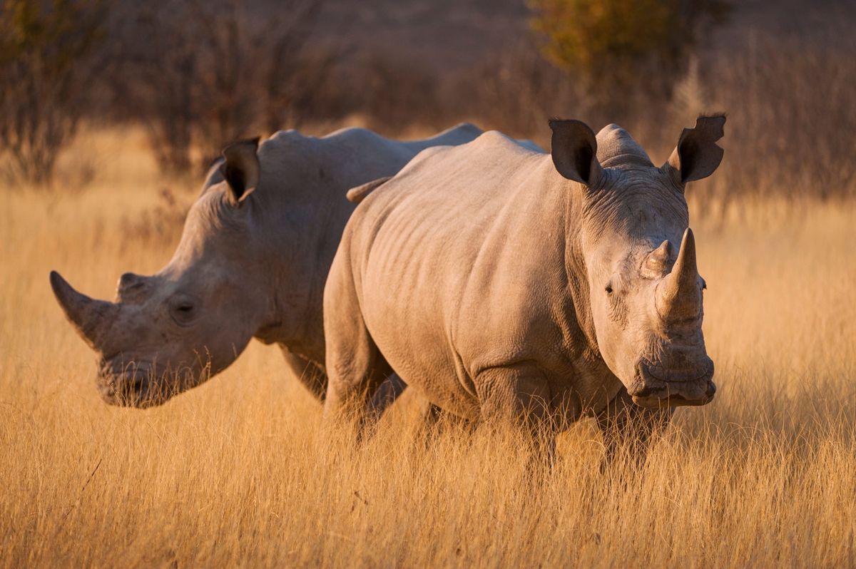 5-Day Samburu, Ol Pejeta and Lake Nakuru Safari From Nairobi