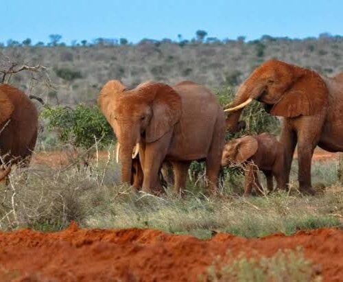 5-Day Tsavo East, Tsavo West, Amboseli and Taita Hills Safari From Diani Beach