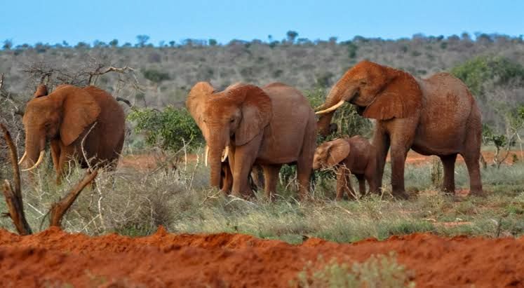5-Day Tsavo East, Tsavo West, Amboseli and Taita Hills Safari From Diani Beach