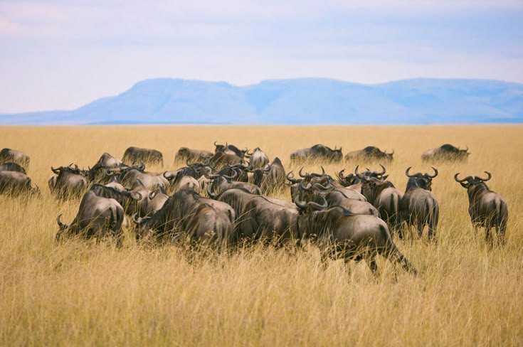 6-Day Masai Mara and Lake Nakuru Wildebeest Migration Safari From Nairobi