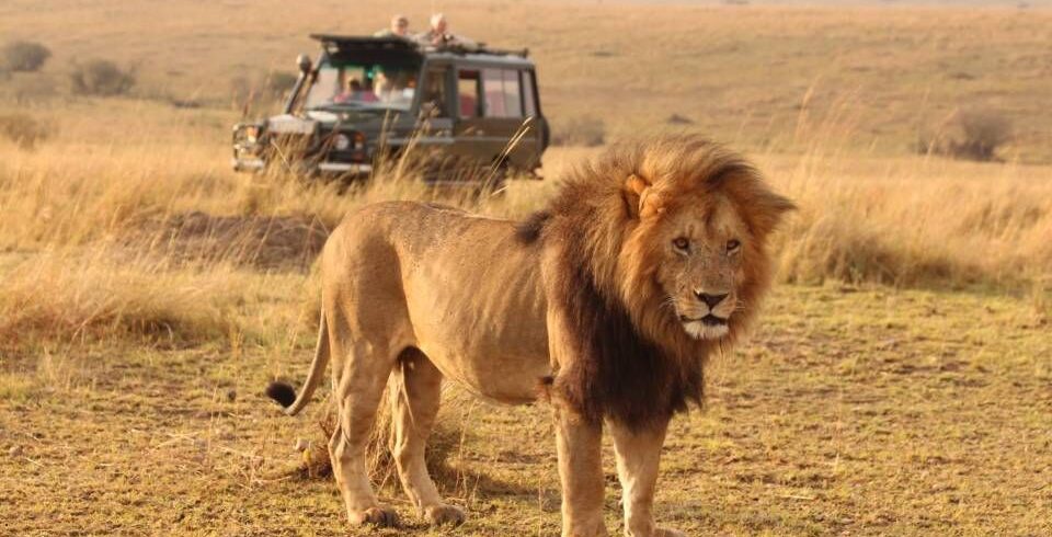 6-Day Masai Mara, Lake Nakuru, Lake Naivasha and Amboseli Safari From Nairobi