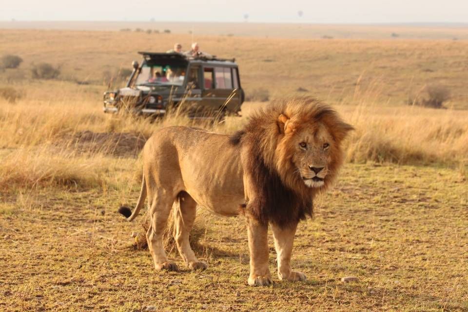 6-Day Masai Mara, Lake Nakuru, Lake Naivasha and Amboseli Safari From Nairobi