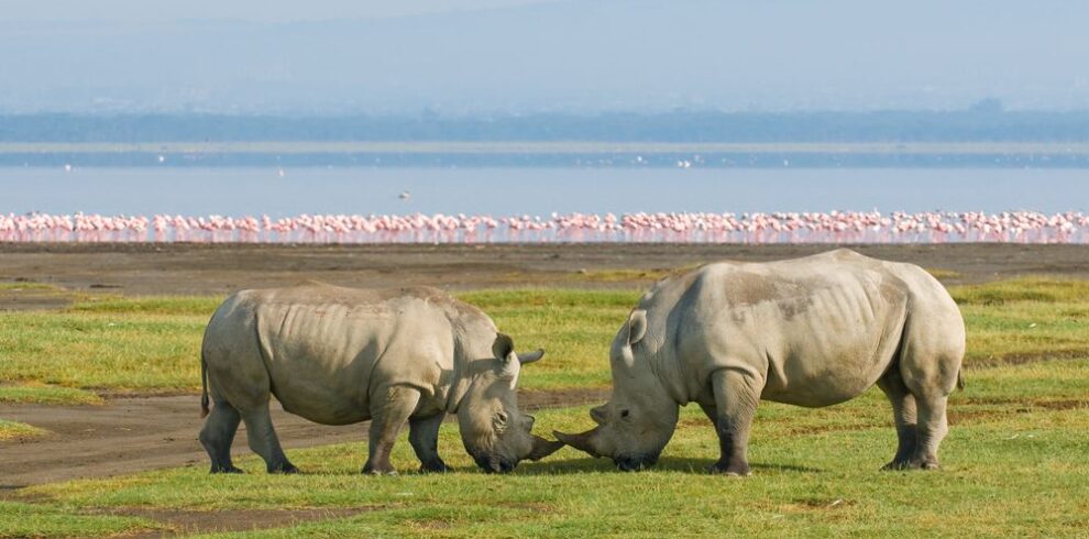 7-Day Kenya Explorer Safari From Nairobi – Amboseli, Naivasha, Nakuru & Masai Mara