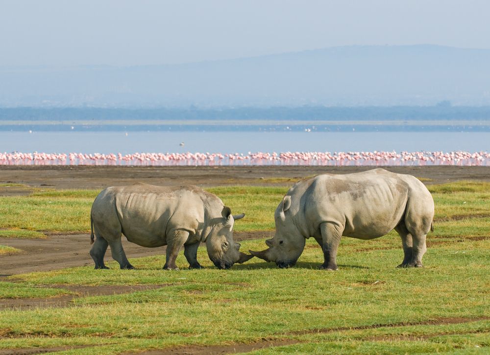 7-Day Kenya Explorer Safari From Nairobi – Amboseli, Naivasha, Nakuru & Masai Mara
