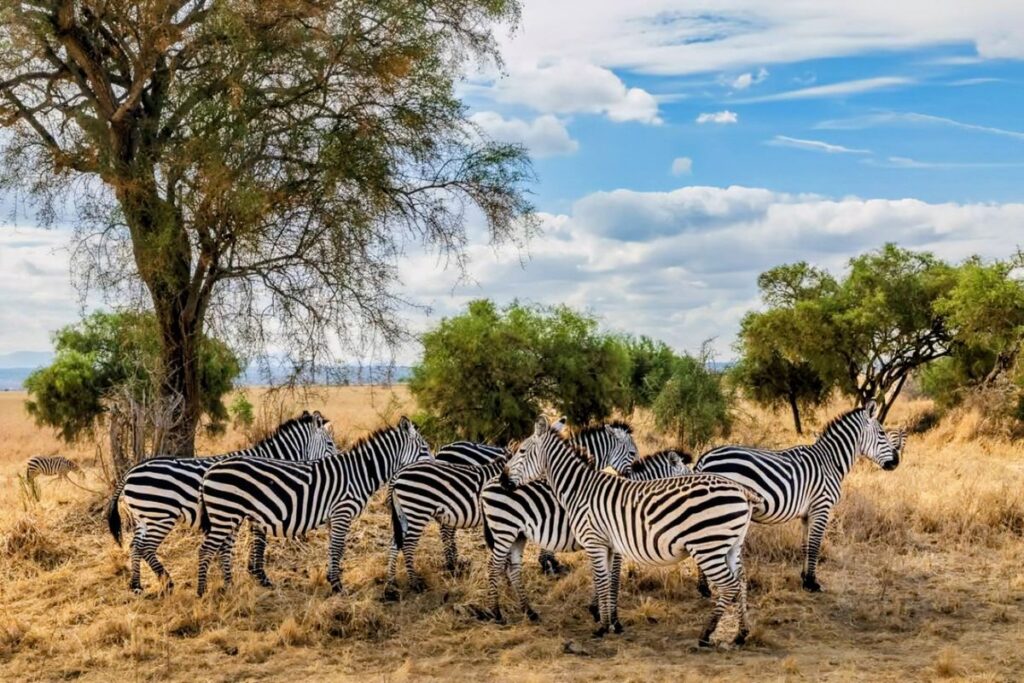 7-Day Samburu, Aberdare, Naivasha, Nakuru & Masai Mara Safari From Nairobi