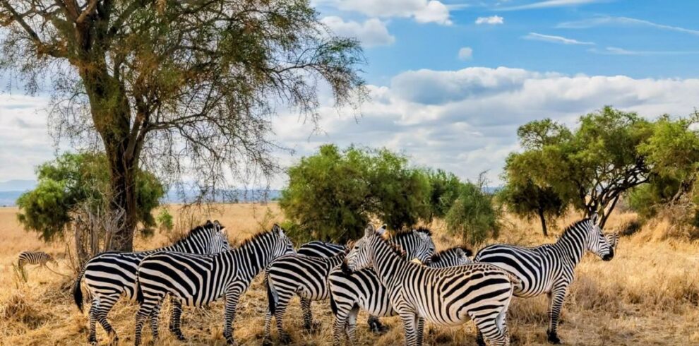 7-Day Samburu, Aberdare, Naivasha, Nakuru & Masai Mara Safari From Nairobi