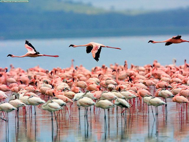 9-Day Kenya Safari From Nairobi – Tsavo, Amboseli, Naivasha, Nakuru & Masai Mara